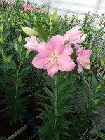 [5240 Canaletto No02.JPG]